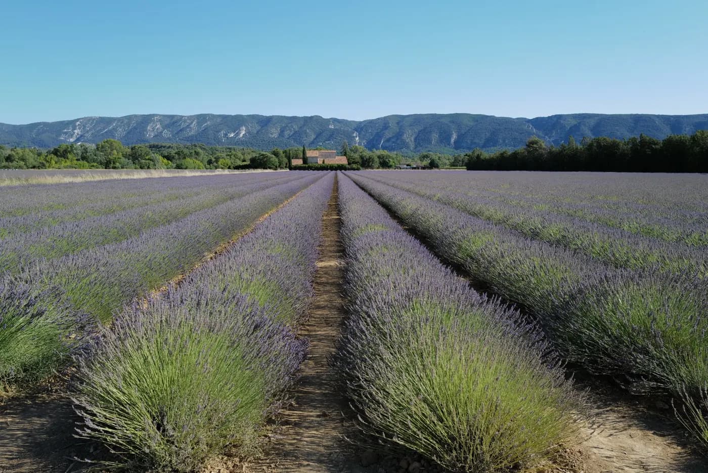 Provençal market visit and cooking class