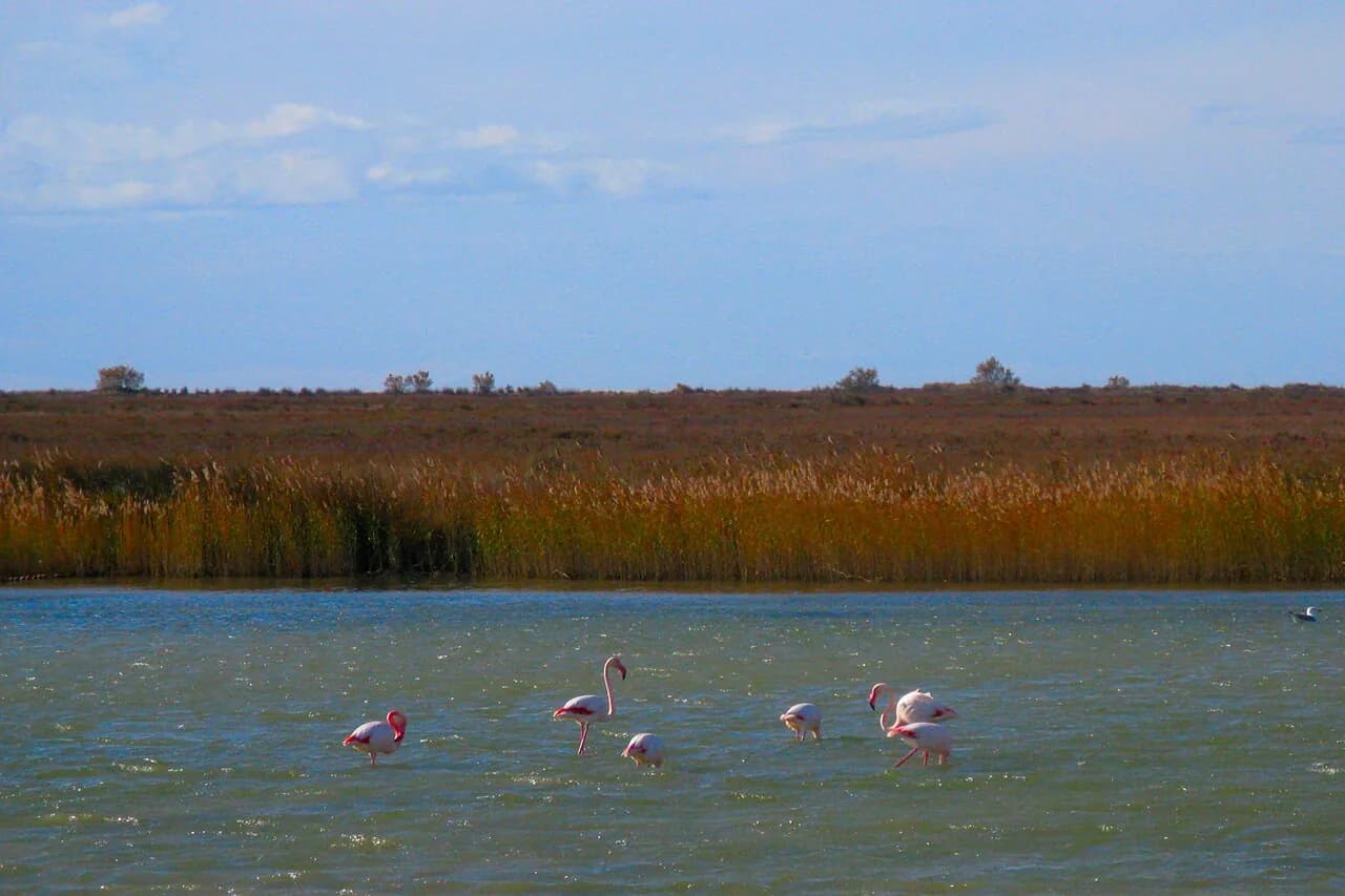 Flamingos on a lagoon in the Camargue