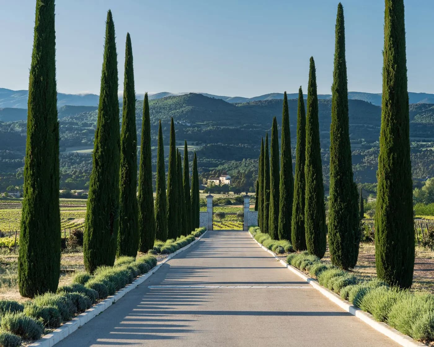 Dinner in a Luberon vineyard