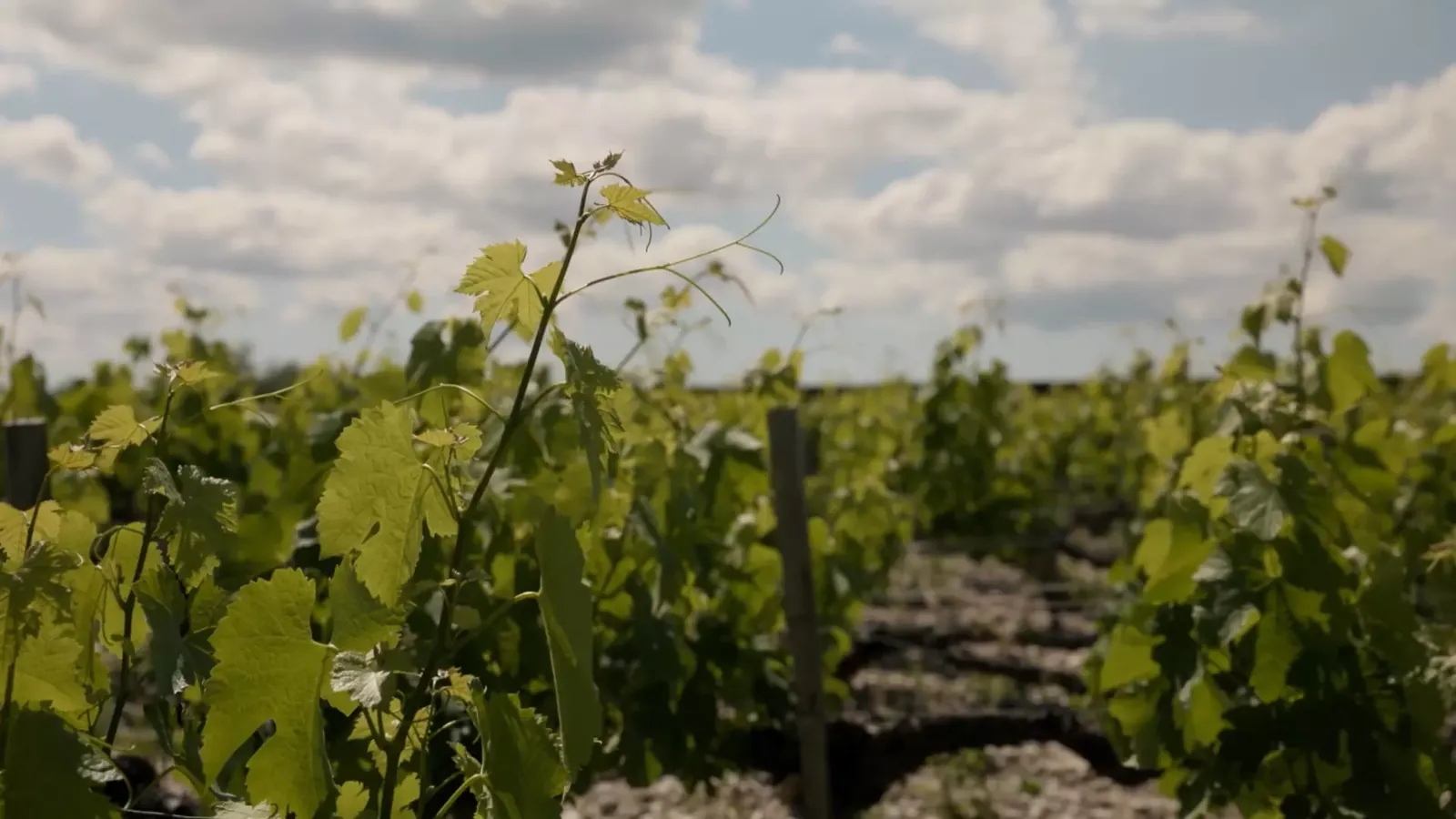 Vineyard rows in the grounds of COMO Cordeillan-Bages, on the Left Bank of Bordeaux
