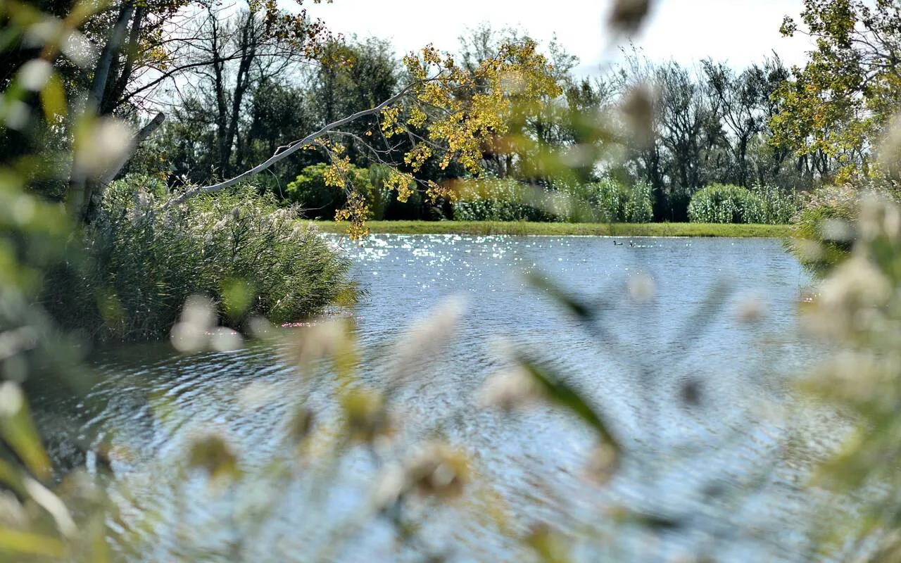 Calm water and reeds of the Camargue landscape around Mas de Peint